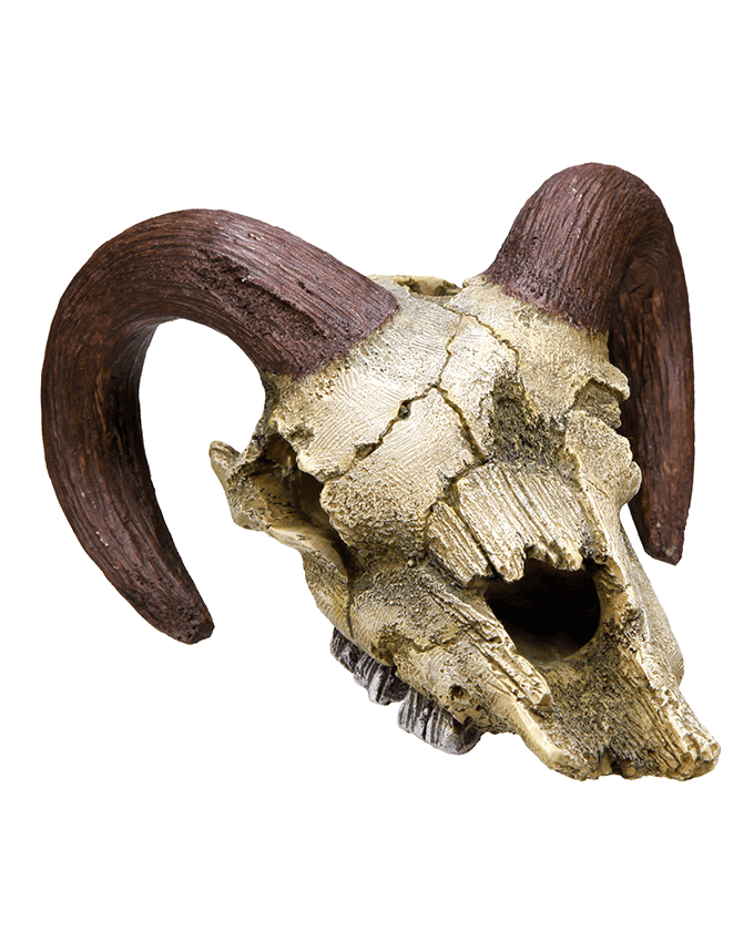 28252 NOBBY Aqua Ornaments "RAM SKULL" -  - PetsOffice