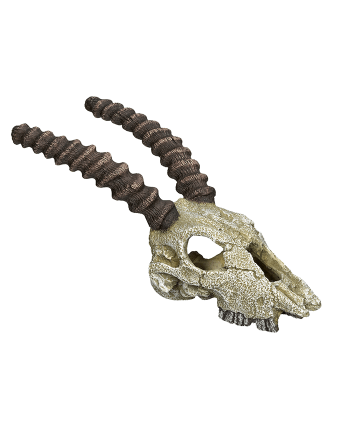 28371 NOBBY Aqua Ornaments "SCULL" -  - PetsOffice