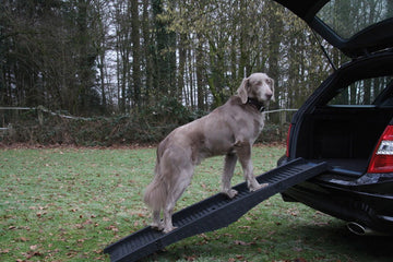 76325 NOBBY Dog ramp l x w: 40 x 1,52 cm - - PetsOffice