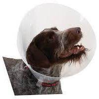Buster Clic Elizabethan Collar 20cm - - PetsOffice