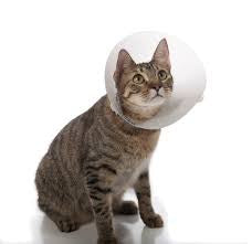 Buster Clic Elizabethan Collar 7.5cm - - PetsOffice