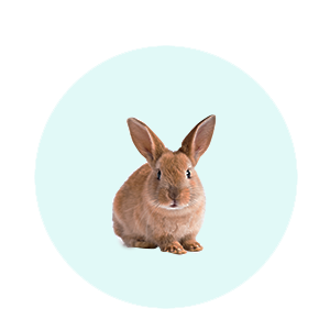 Rodent