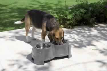 72685 NOBBY Ergo Feeder 2 x 850 ml -  - PetsOffice