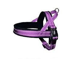 74842-38 NOBBY NORWEGIAN Harness purple L: L: 60-76 cm + 46 cm; W: 25 mm -  - PetsOffice