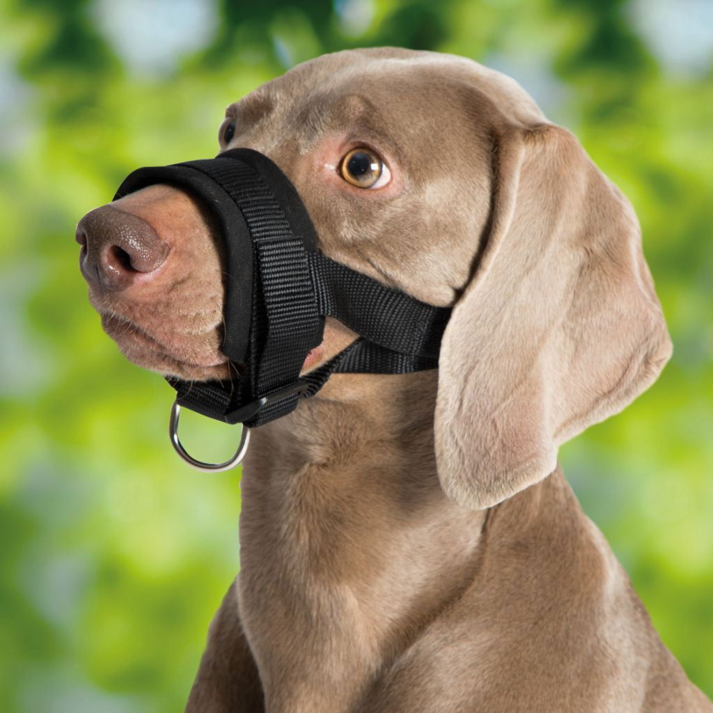 79293 NOBBY Nylon Muzzle Loop black Size XL; Neck Strap: 20-30 cm; Snout Strap: 23-34 cm -  - PetsOffice