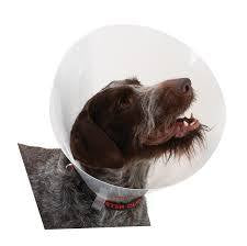 Buster Clic Elizabethan Collar 30cm -  - PetsOffice
