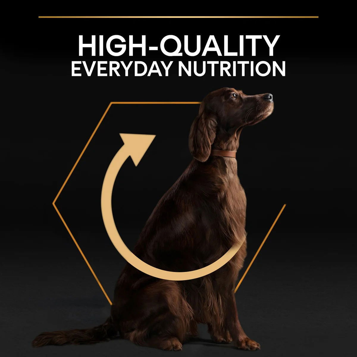 Pro Plan Large Athletic Adult Chicken 14kg -  - PetsOffice
