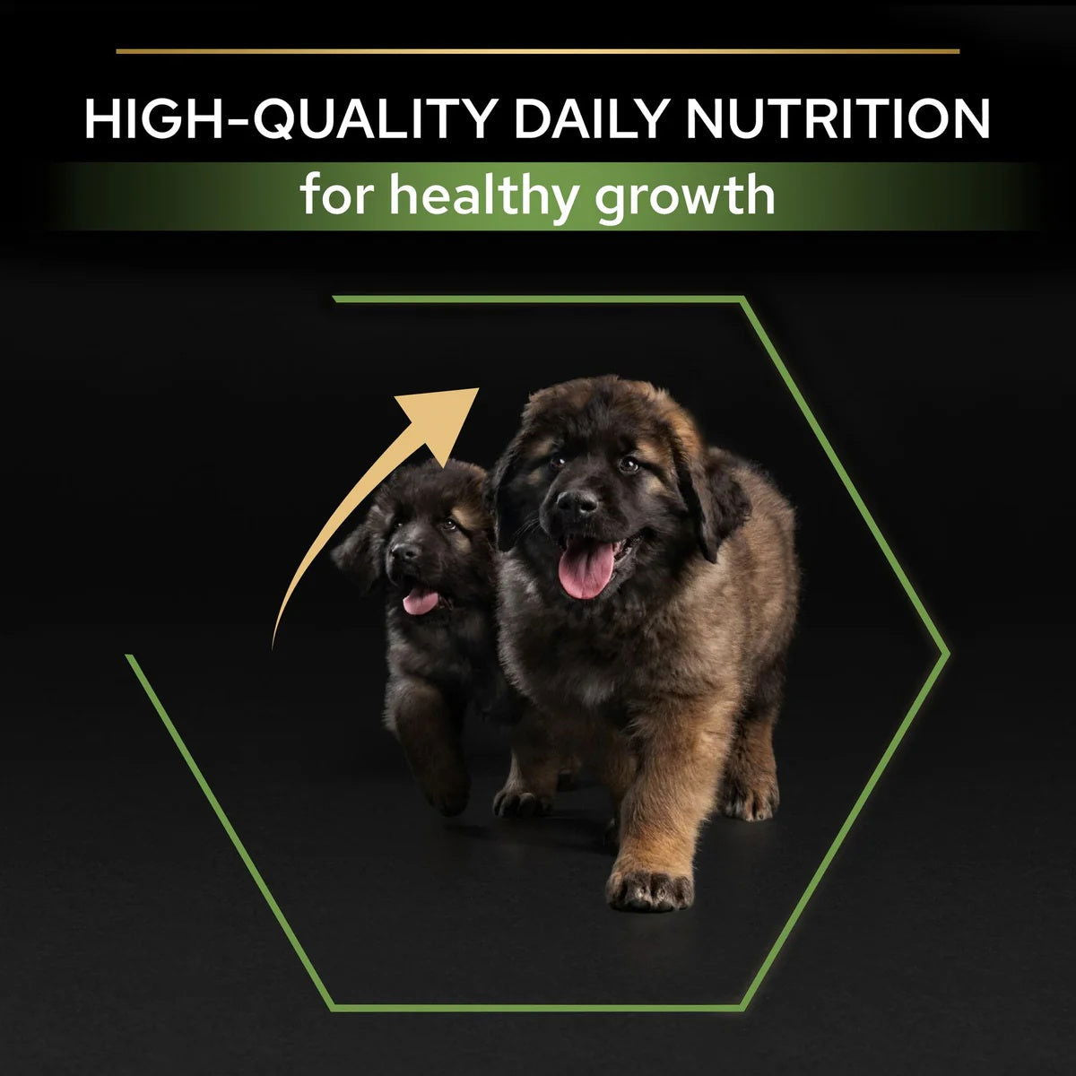 Pro Plan Large Robust Puppy Chicken 12kg -  - PetsOffice