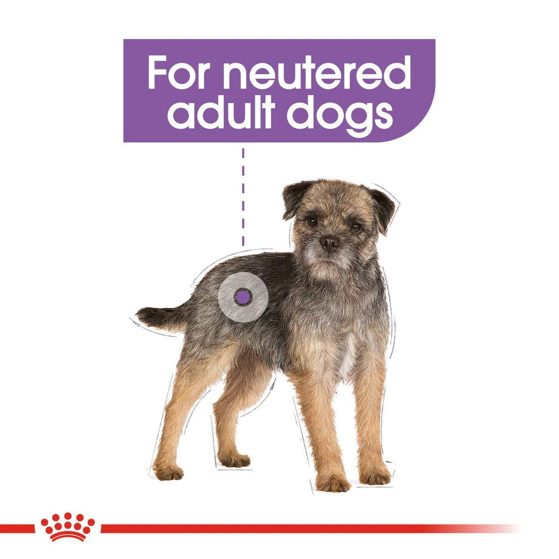 Royal Canin Mini Sterilised Dog Dry Food 3kg -  - PetsOffice