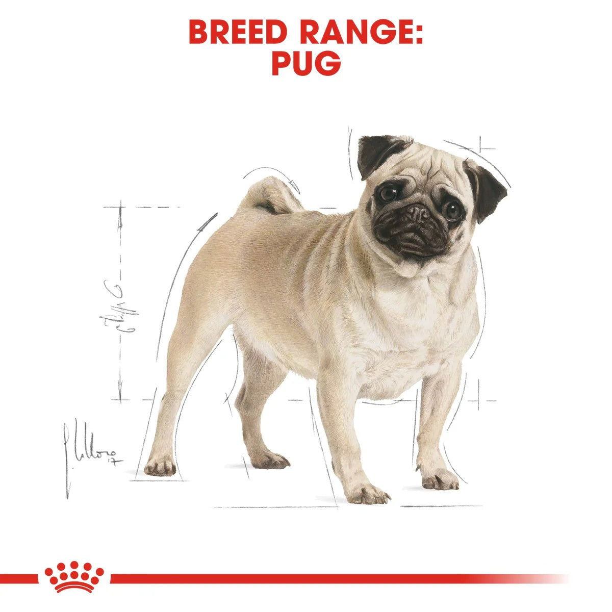 Royal Canin Pug Adult 1.5kg -  - PetsOffice