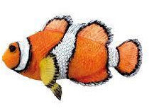 28457 NOBBY Fantasy Decor "CLOWN FISH" L10,5 x H,5 cm - PetsOffice